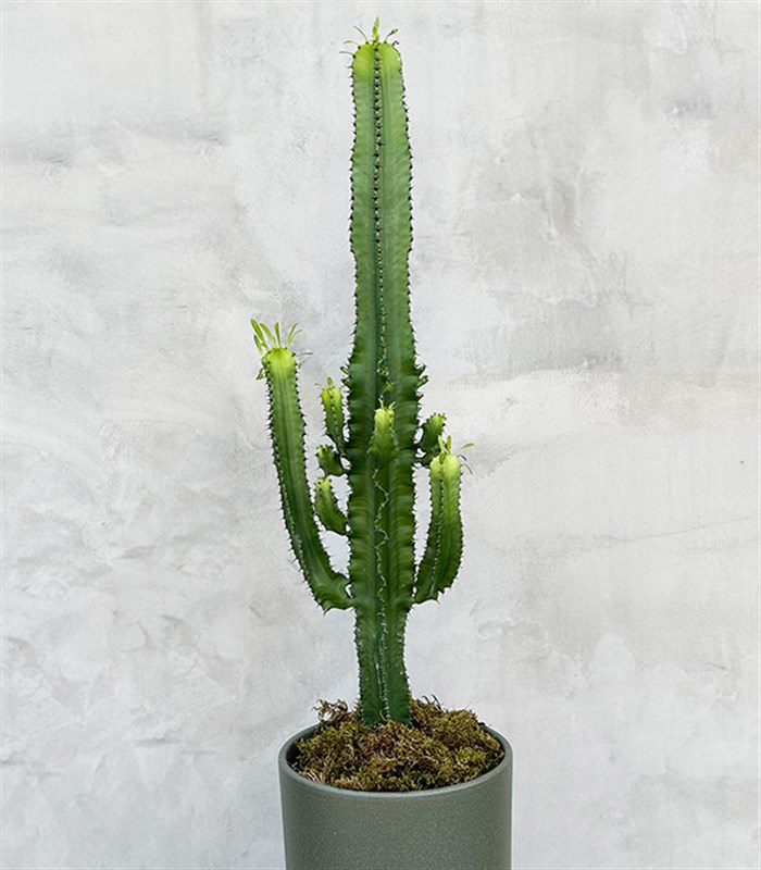 Dev Kaktüs Seramik Saksıda Euphorbia Ingens