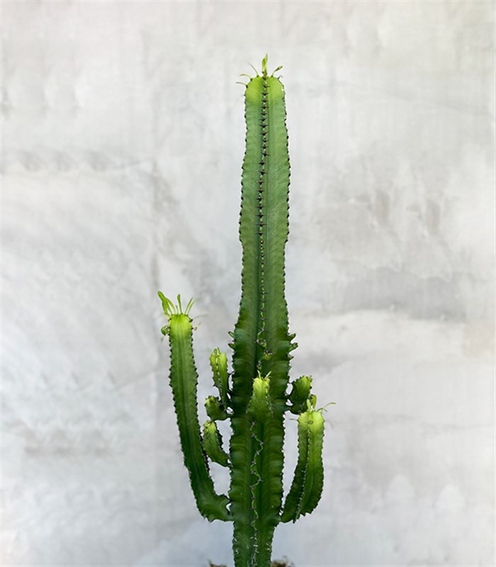 Dev Kaktüs Seramik Saksıda Euphorbia Ingens