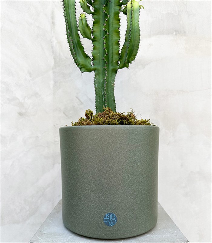Dev Kaktüs Seramik Saksıda Euphorbia Ingens