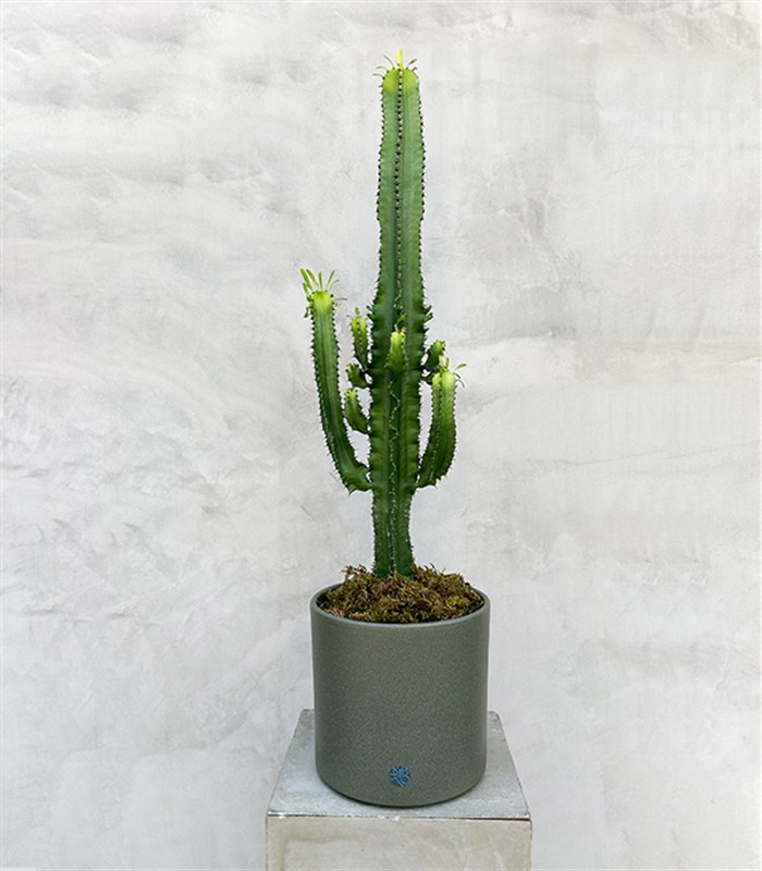 Dev Kaktüs Seramik Saksıda Euphorbia Ingens