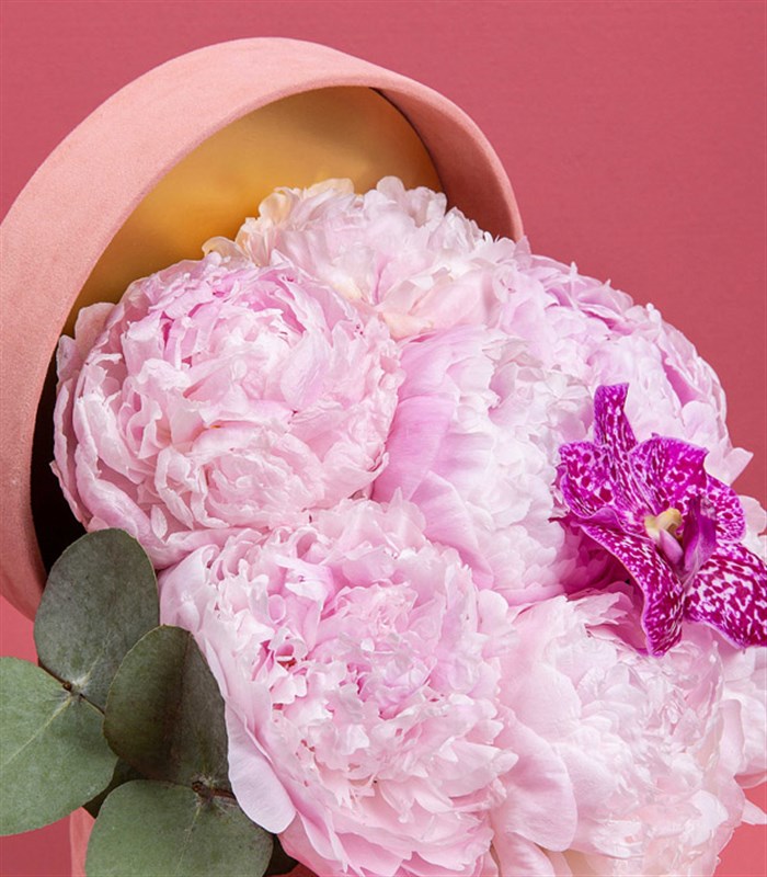 Clara Mini Pembe Kutuda Şakayık