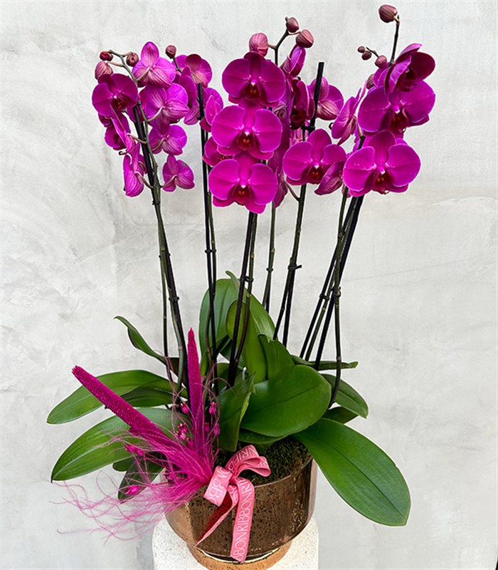 Royal Deluxe Gold Saksı 8 Dallı Orkide Fuşya