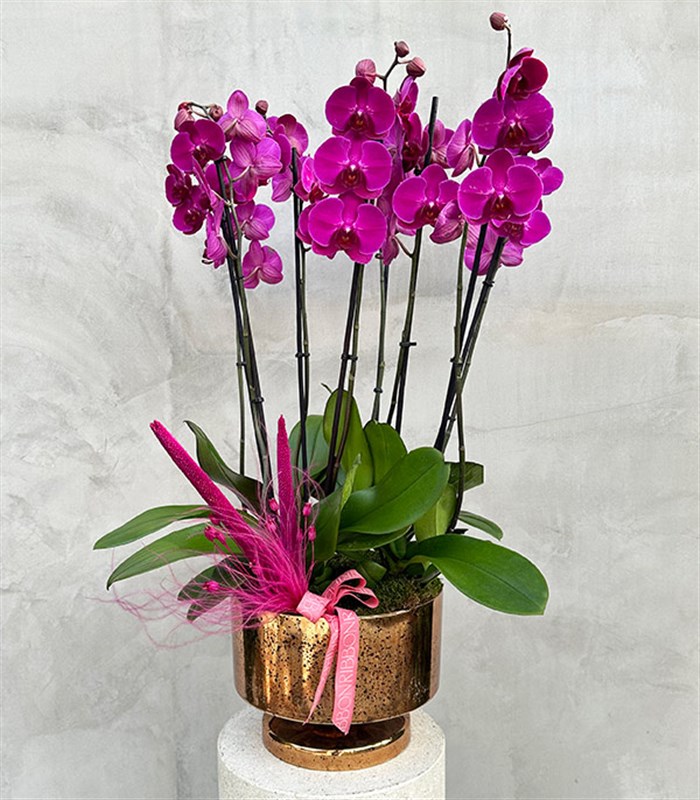 Royal Deluxe Gold Saksı 8 Dallı Orkide Fuşya