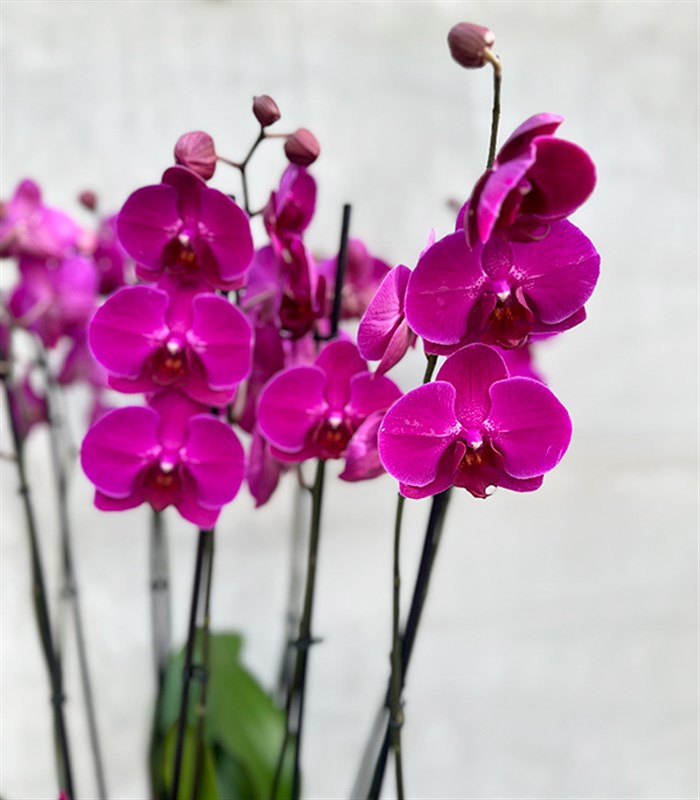 Royal Deluxe Gold Saksı 8 Dallı Orkide Fuşya