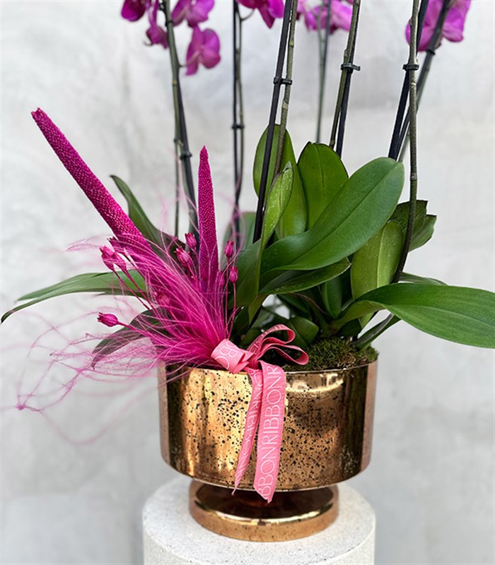 Royal Deluxe Gold Saksı 8 Dallı Orkide Fuşya