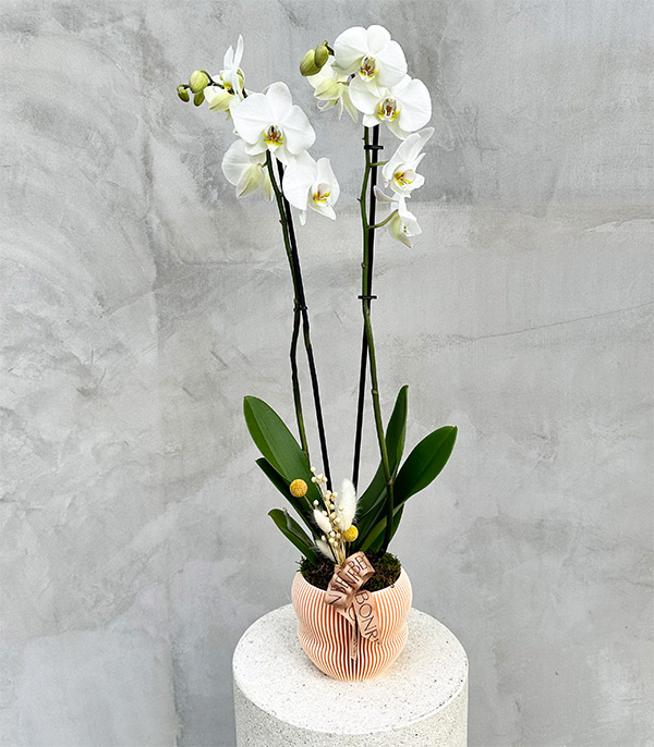 Somon 3D Printed Saksıda Beyaz Orkide