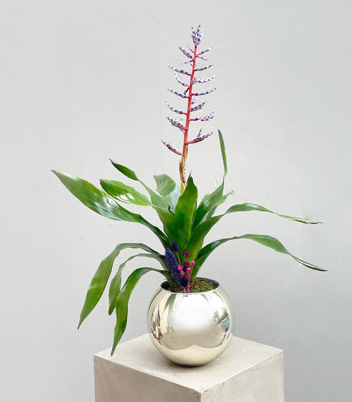 Aechmea Blue Rain Silver Vazoda Eşmeya Bitkisi