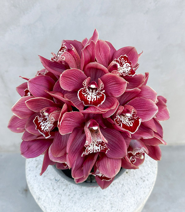 Affection Panoramik Bordo Cymbidium Orkide Aranjmanı