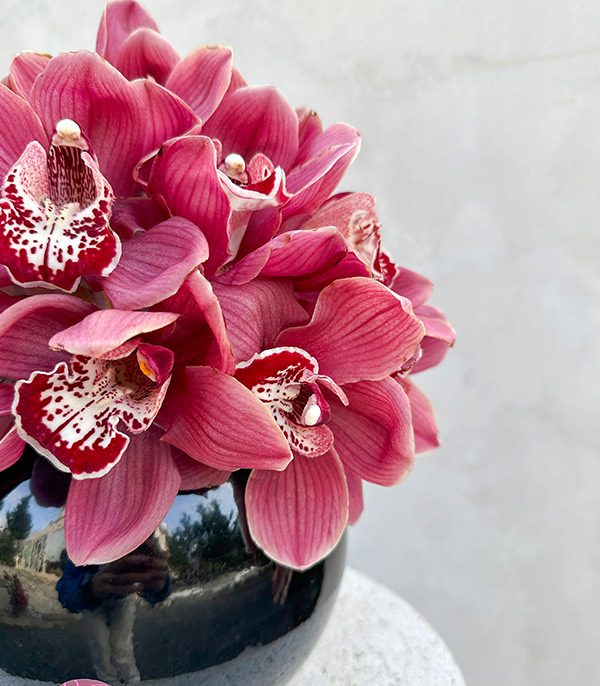 Affection Panoramik Bordo Cymbidium Orkide Aranjmanı