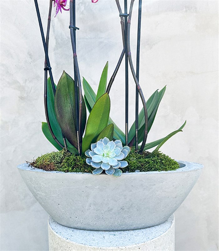 Beton Saksıda 4 Dal Orkide Fuşya Beyaz Quatro