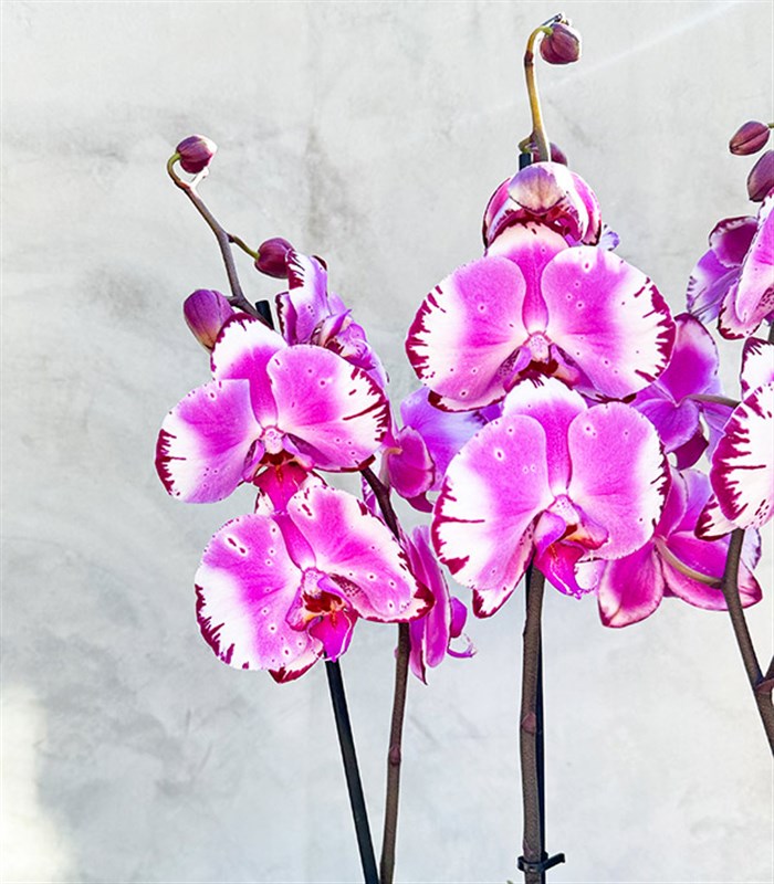 Beton Saksıda 4 Dal Orkide Fuşya Beyaz Quatro