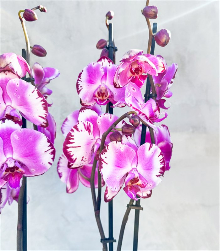 Beton Saksıda 4 Dal Orkide Fuşya Beyaz Quatro