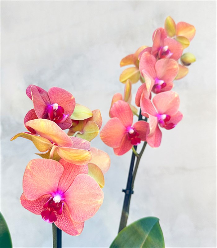 Somon Beton Saksıda 4 Dal Orkide Narçiçeği Quatro