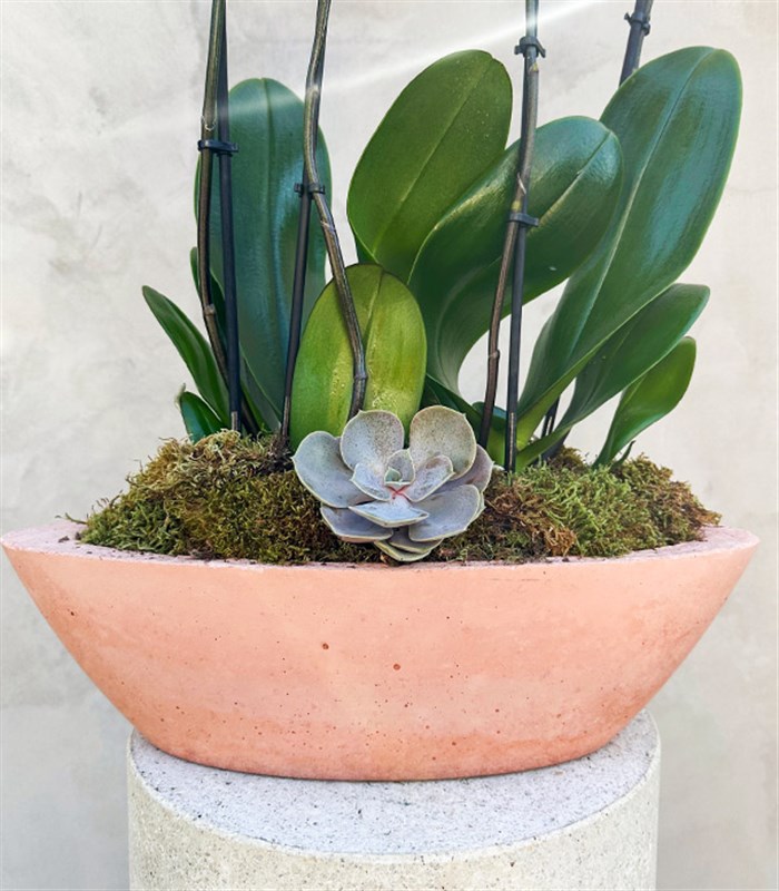 Somon Beton Saksıda 4 Dal Orkide Narçiçeği Quatro