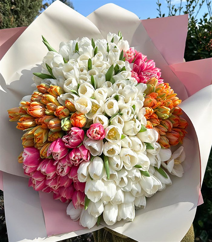 200 Colorful Tulip Garden Bouquet Royal Deluxe