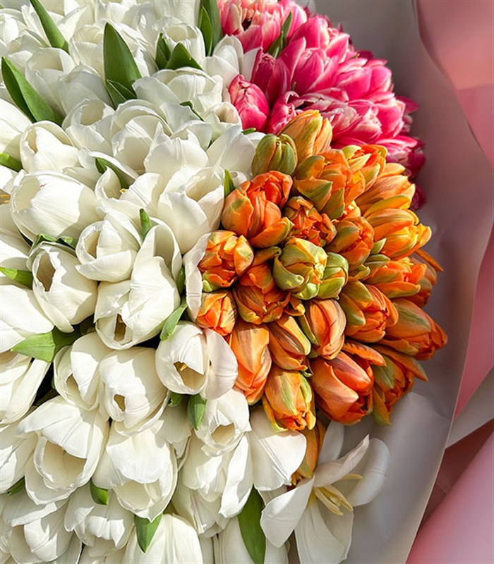 200 Colorful Tulip Garden Bouquet Royal Deluxe