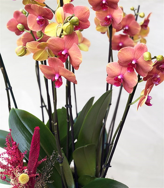 Somon Beton Saksıda 4 Dal Orkide Narçiçeği Quatro