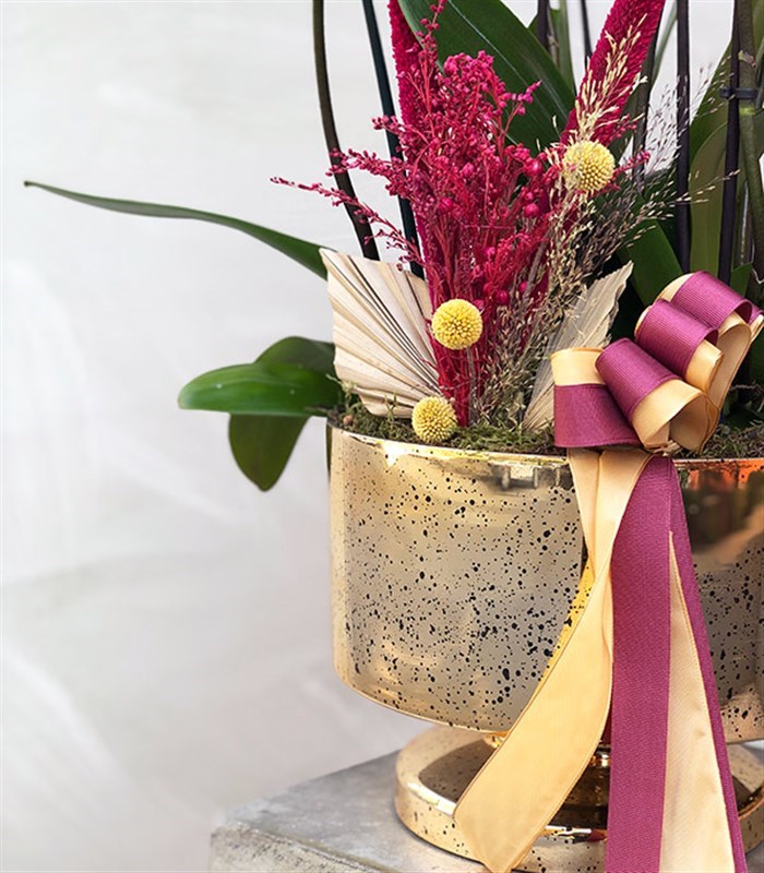 Somon Beton Saksıda 4 Dal Orkide Narçiçeği Quatro