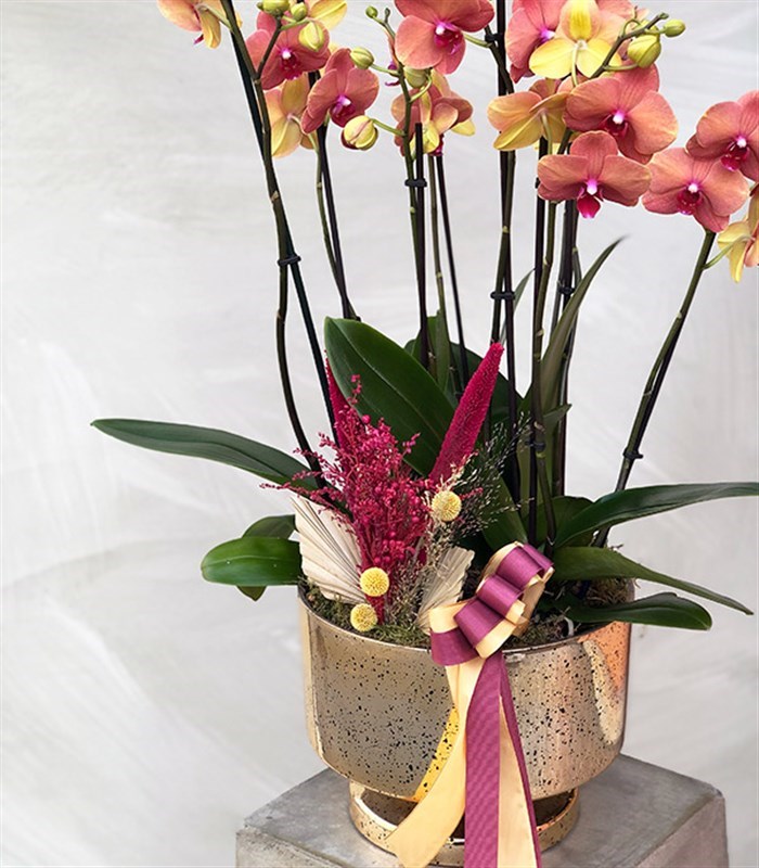 Somon Beton Saksıda 4 Dal Orkide Narçiçeği Quatro