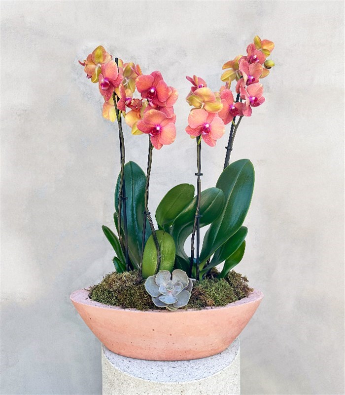 Somon Beton Saksıda 4 Dal Orkide Narçiçeği Quatro