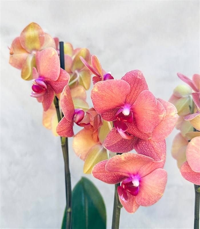 Somon Beton Saksıda 4 Dal Orkide Narçiçeği Quatro