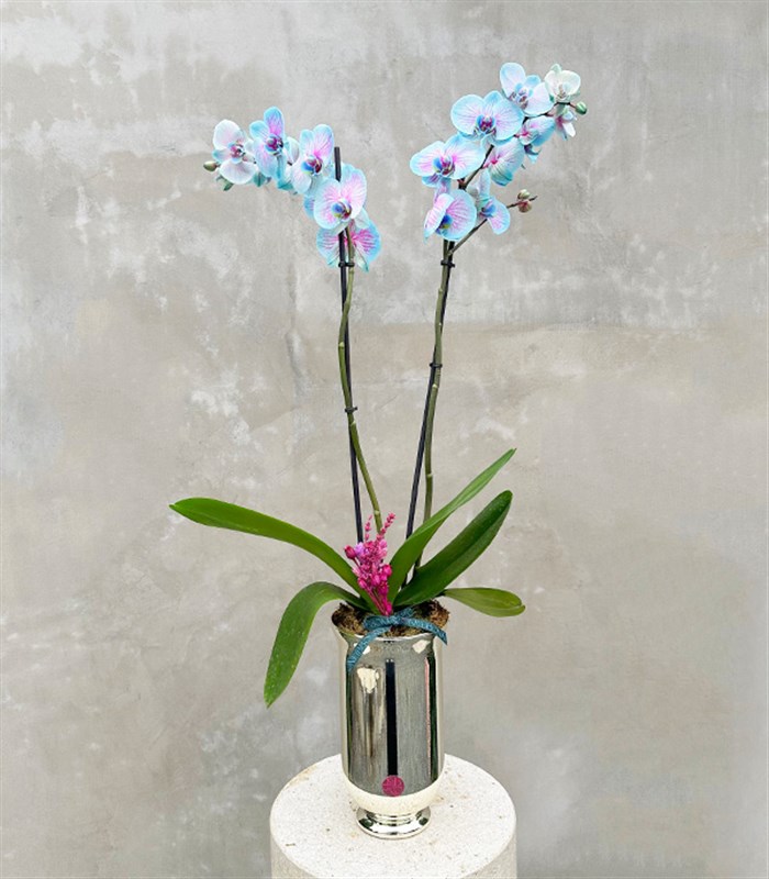 Luxe Silver Uzun Vazoda Mavi Pembe Orkide Bubble Gum 2 Dallı