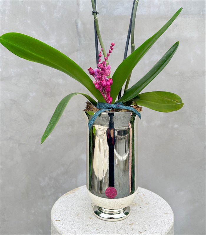 Luxe Silver Uzun Vazoda Mavi Pembe Orkide Bubble Gum 2 Dallı