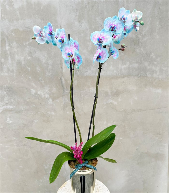 Luxe Silver Uzun Vazoda Mavi Pembe Orkide Bubble Gum 2 Dallı