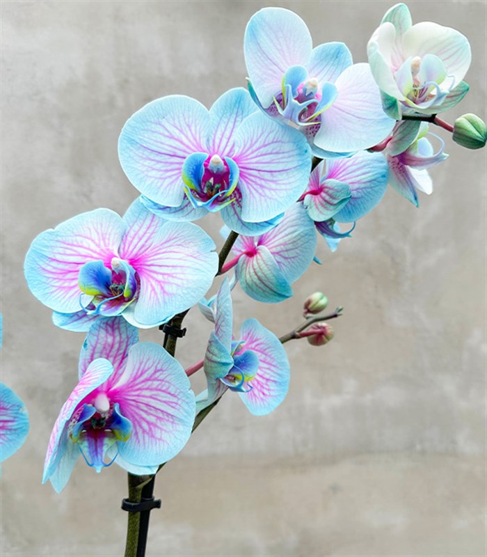 Luxe Silver Uzun Vazoda Mavi Pembe Orkide Bubble Gum 2 Dallı