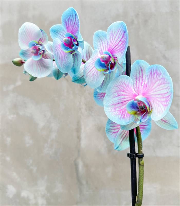 Luxe Silver Uzun Vazoda Mavi Pembe Orkide Bubble Gum 2 Dallı