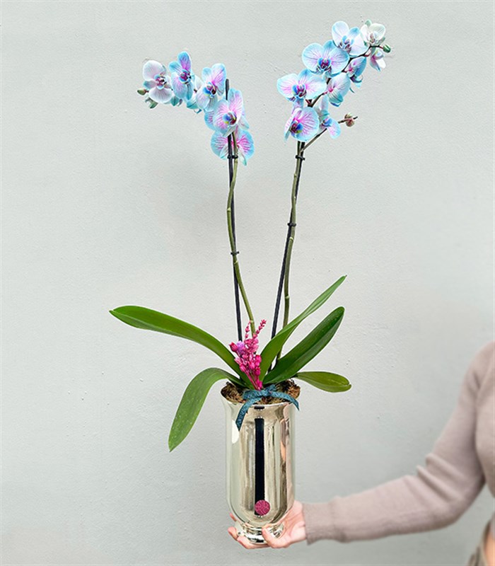 Luxe Silver Uzun Vazoda Mavi Pembe Orkide Bubble Gum 2 Dallı