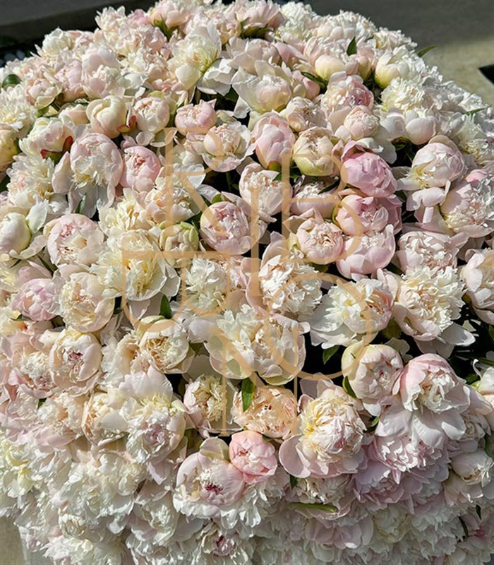 501 Şakayık Empire Deluxe Kutu Aranjman