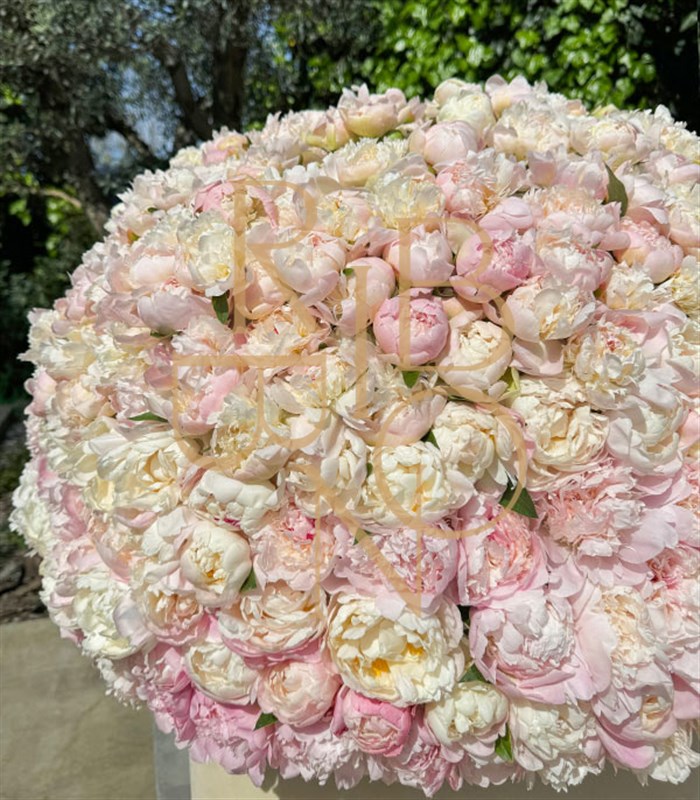 501 Şakayık Empire Deluxe Kutu Aranjman