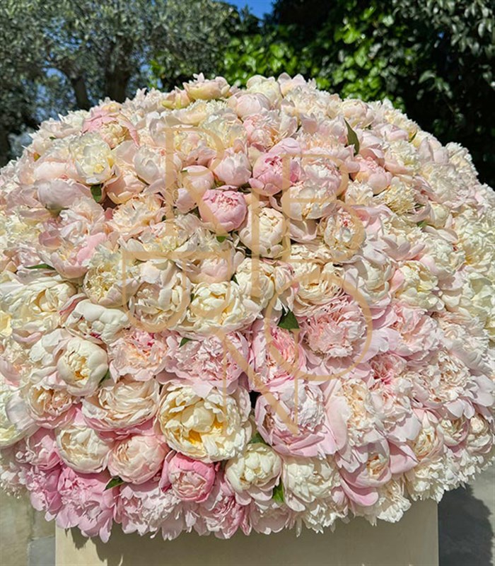 501 Şakayık Empire Deluxe Kutu Aranjman