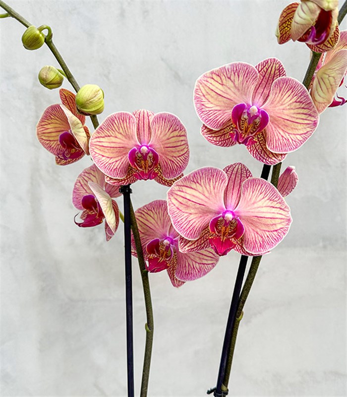 Deluxe Ayaklı Krem Vazoda Vazoda Orkide Narçiçeği 2 Dallı