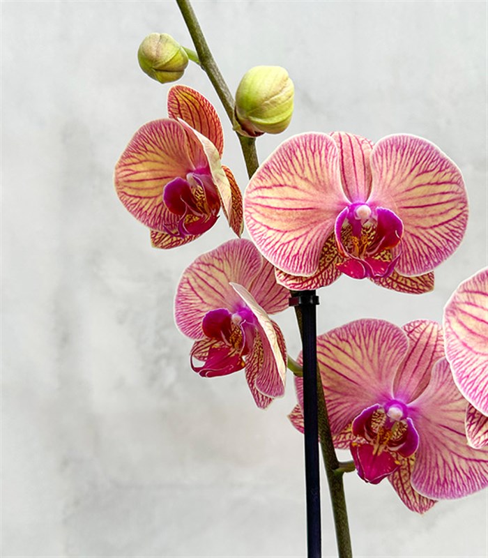 Deluxe Ayaklı Krem Vazoda Vazoda Orkide Narçiçeği 2 Dallı