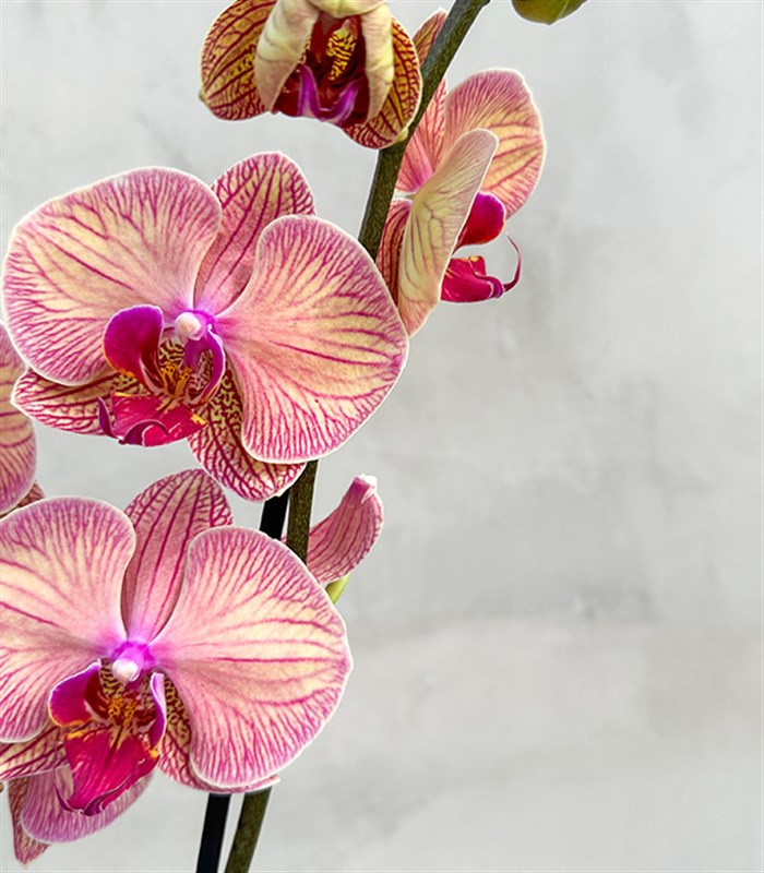 Deluxe Ayaklı Krem Vazoda Vazoda Orkide Narçiçeği 2 Dallı