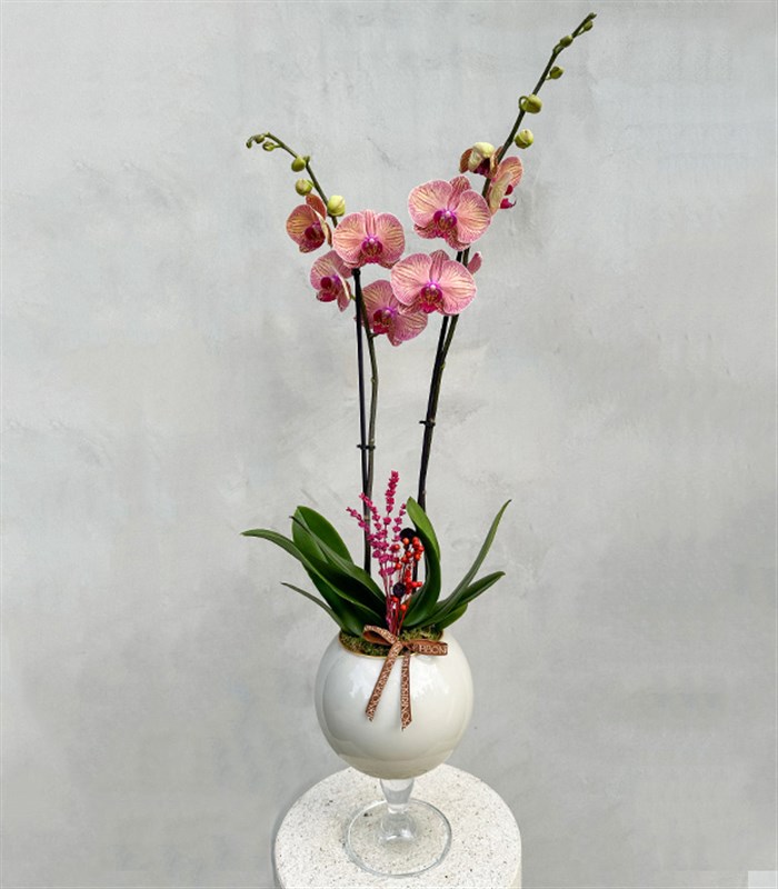 Deluxe Ayaklı Krem Vazoda Vazoda Orkide Narçiçeği 2 Dallı
