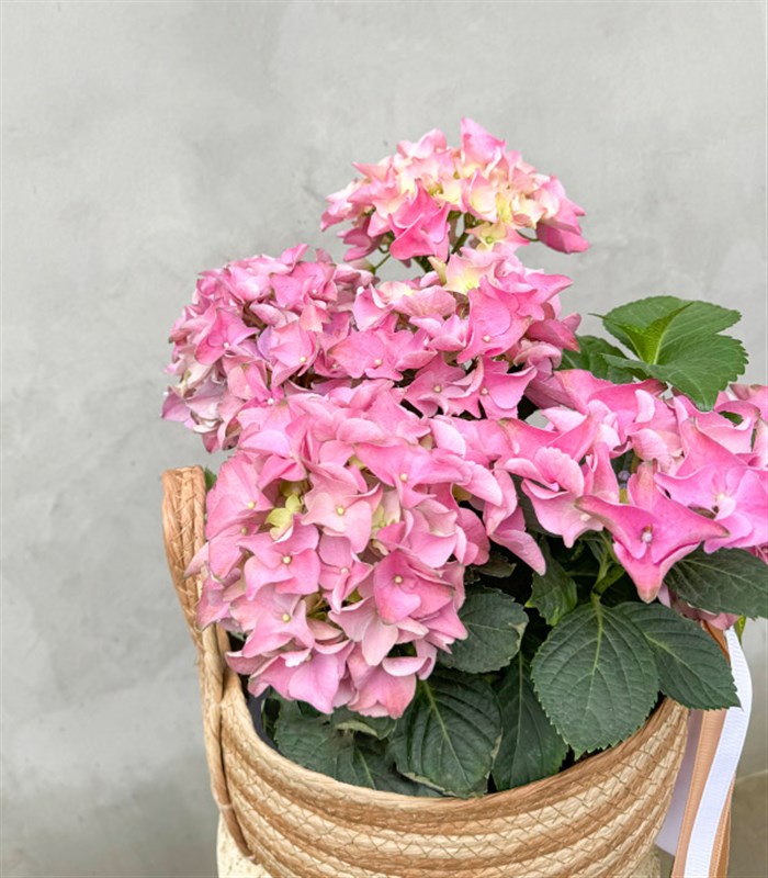Pink Hydrangea in Basket