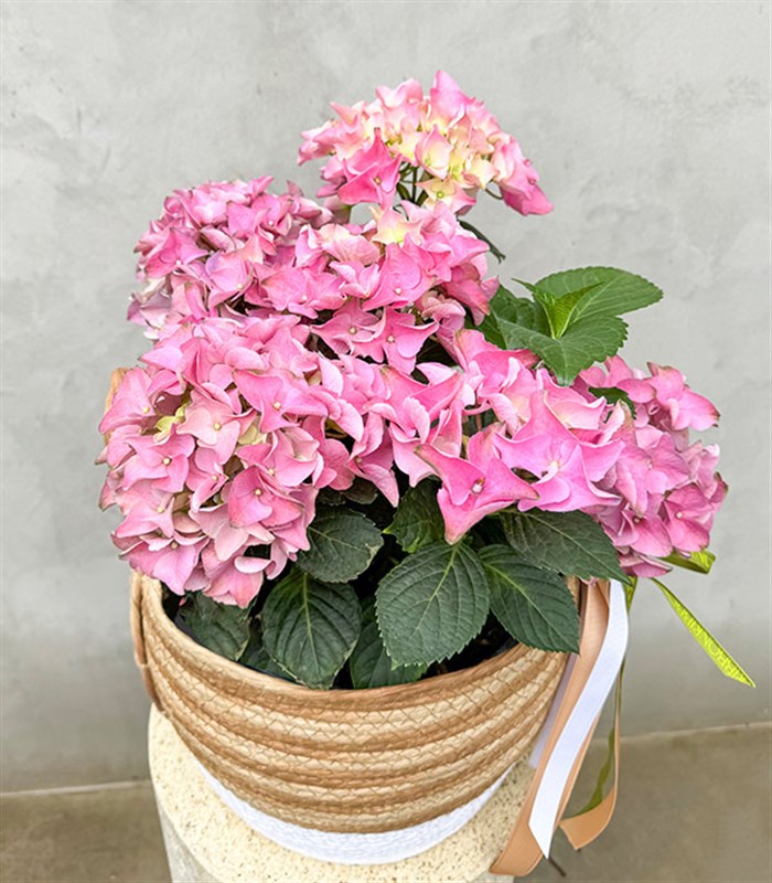 Pink Hydrangea in Basket