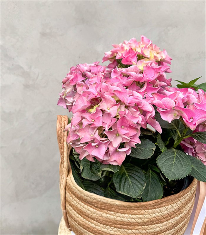 Pink Hydrangea in Basket