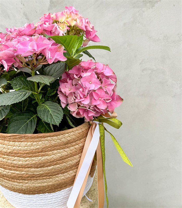 Pink Hydrangea in Basket