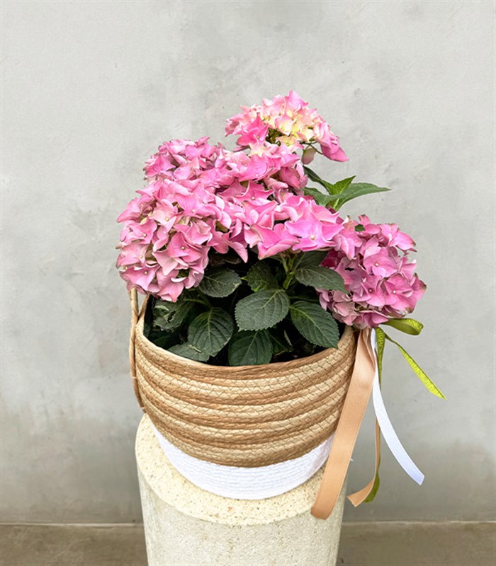 Pink Hydrangea in Basket