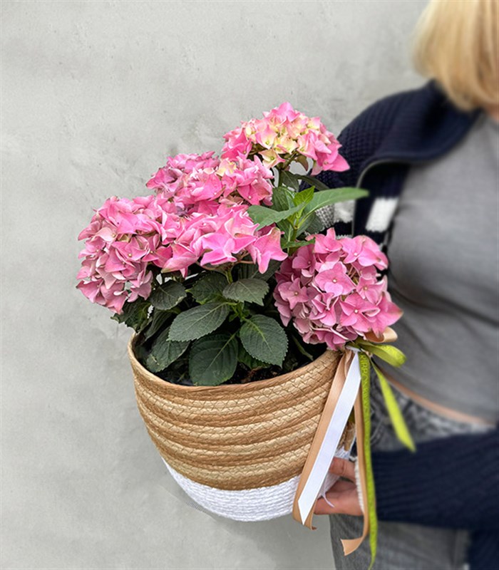 Pink Hydrangea in Basket