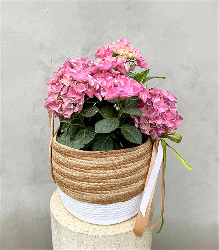 Pink Hydrangea in Basket