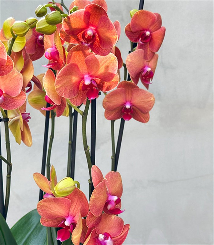 Royal Deluxe Eskitme Saksı 8 Dallı Orkide Narçiçeği