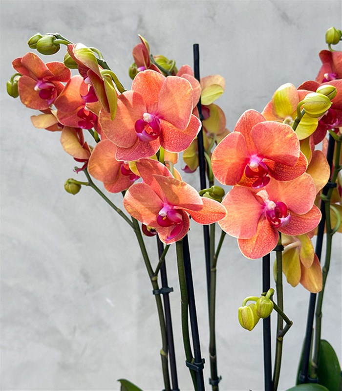 Royal Deluxe Eskitme Saksı 8 Dallı Orkide Narçiçeği