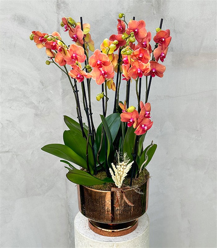 Royal Deluxe Eskitme Saksı 8 Dallı Orkide Narçiçeği