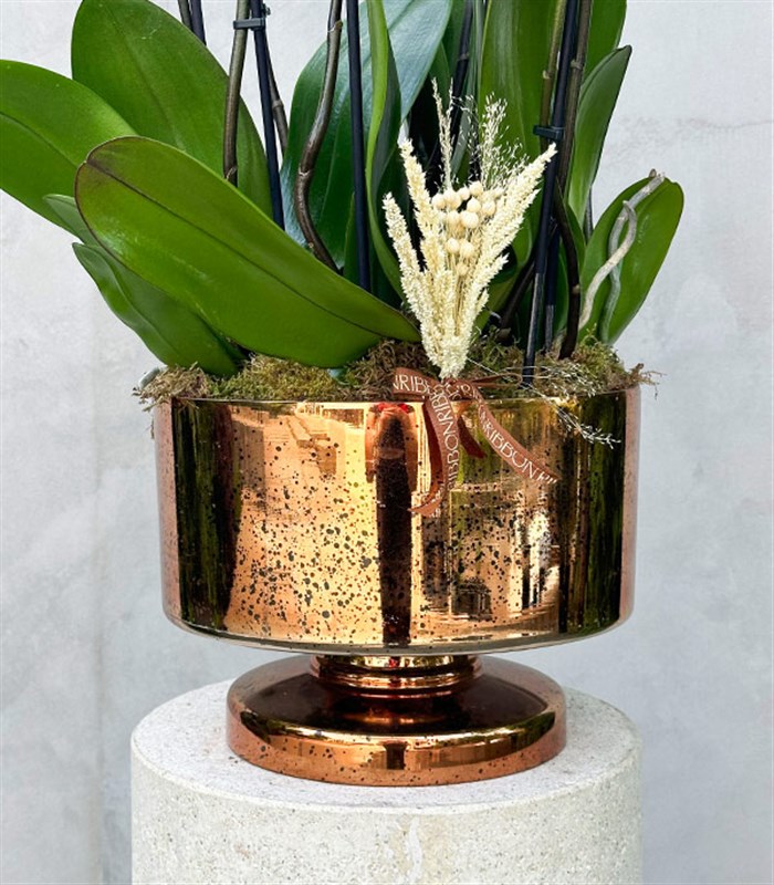 Royal Deluxe Eskitme Saksı 8 Dallı Orkide Narçiçeği