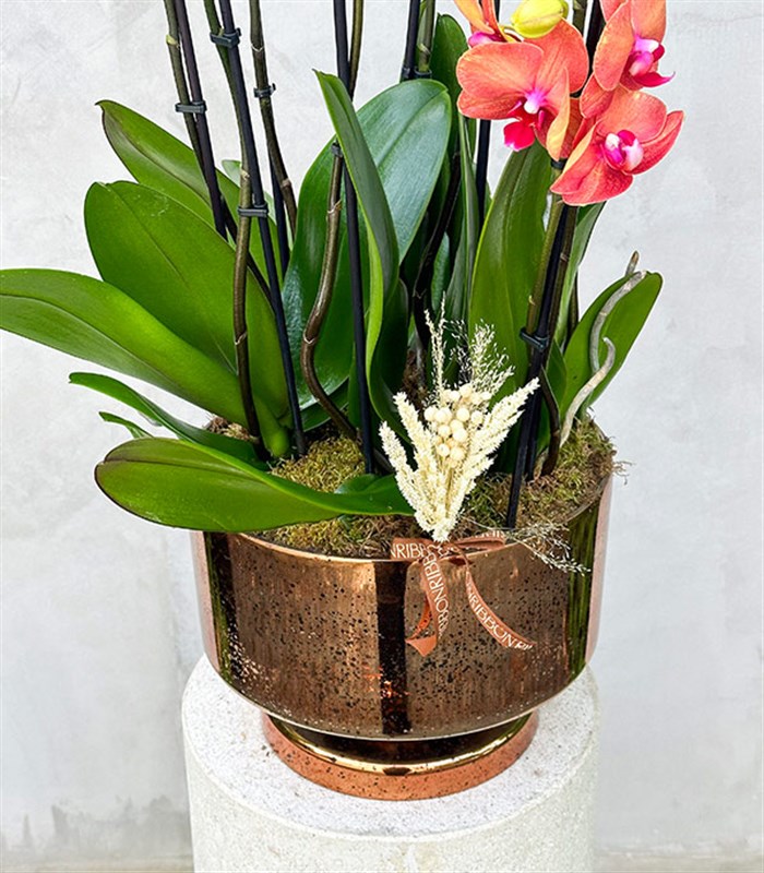 Royal Deluxe Eskitme Saksı 8 Dallı Orkide Narçiçeği